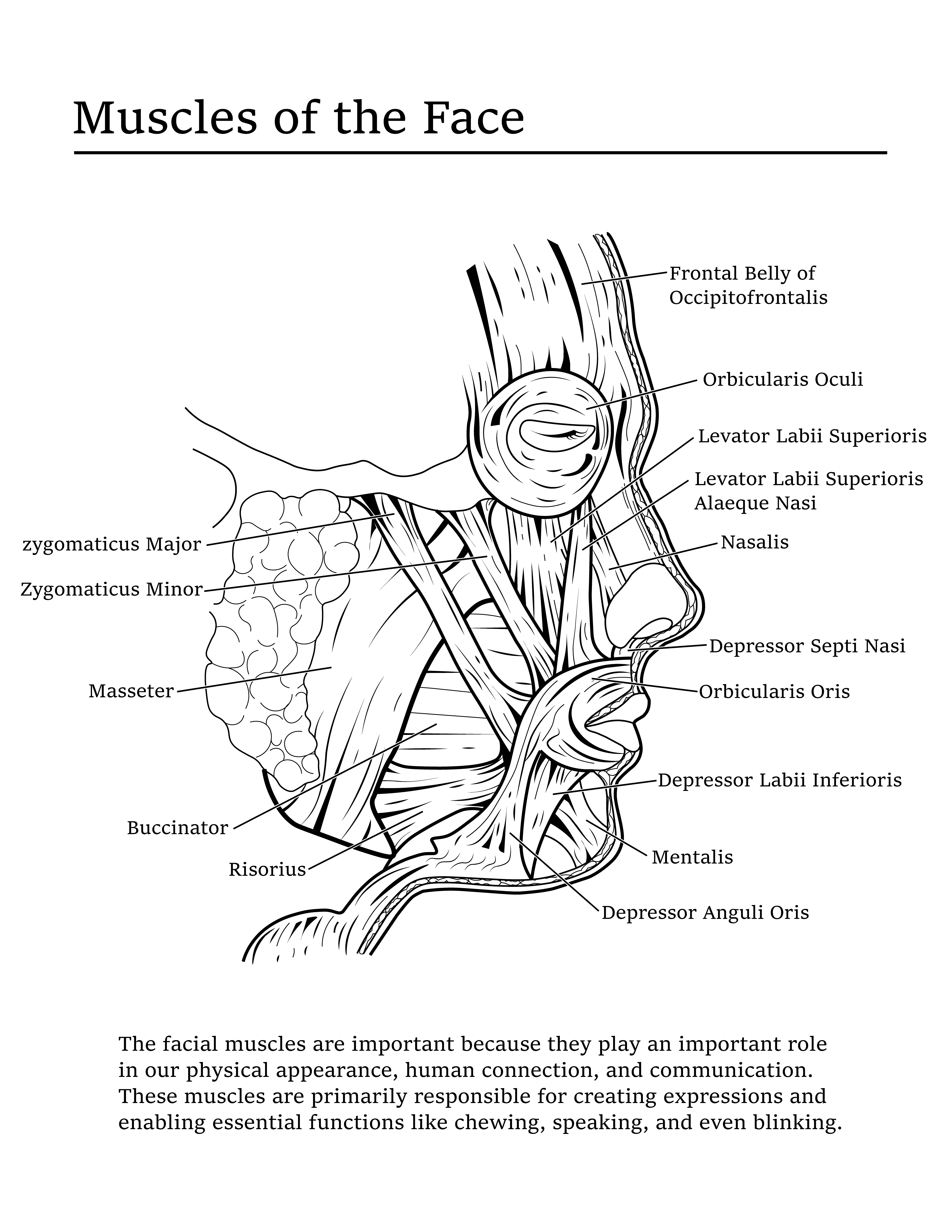 Facial Muscles